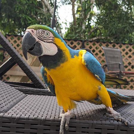 Rainforest Lodge Del Rio Portobelo Εξωτερικό φωτογραφία