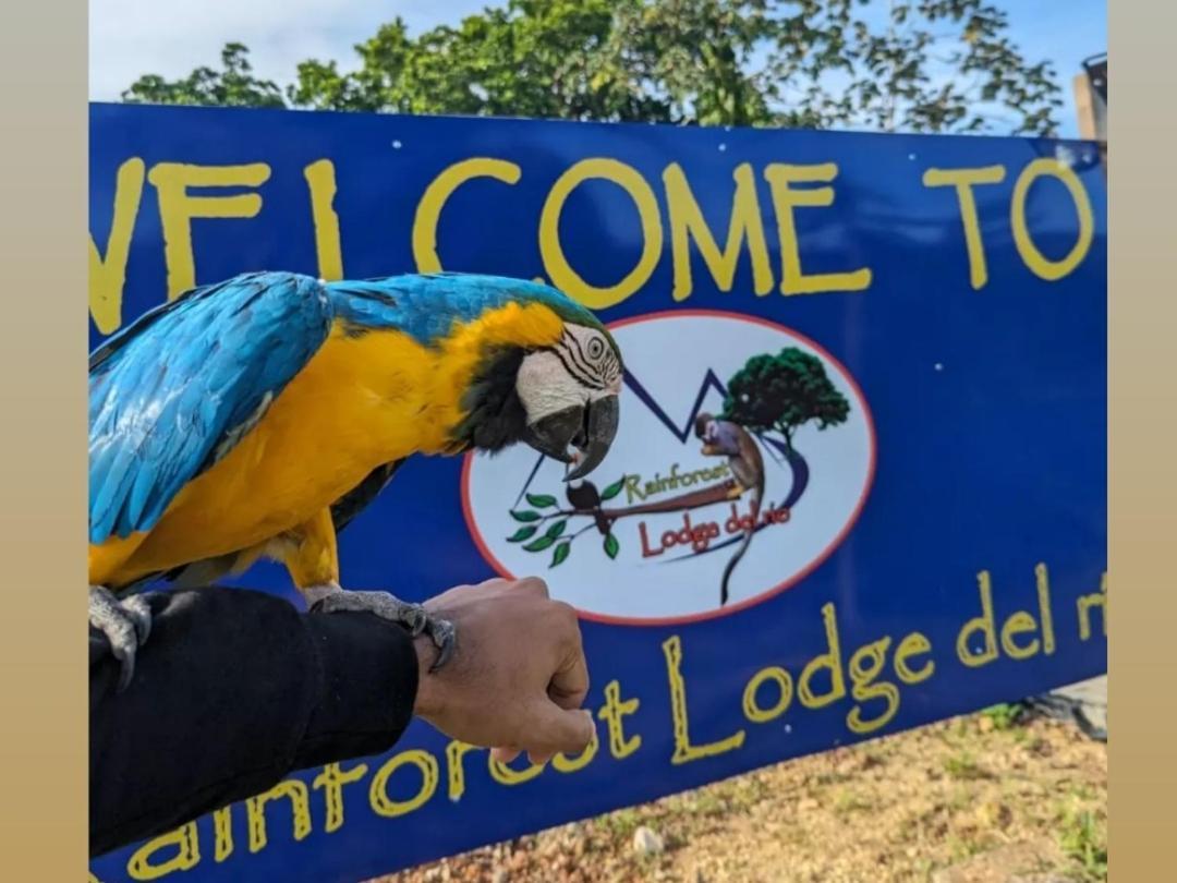 Rainforest Lodge Del Rio Portobelo Εξωτερικό φωτογραφία